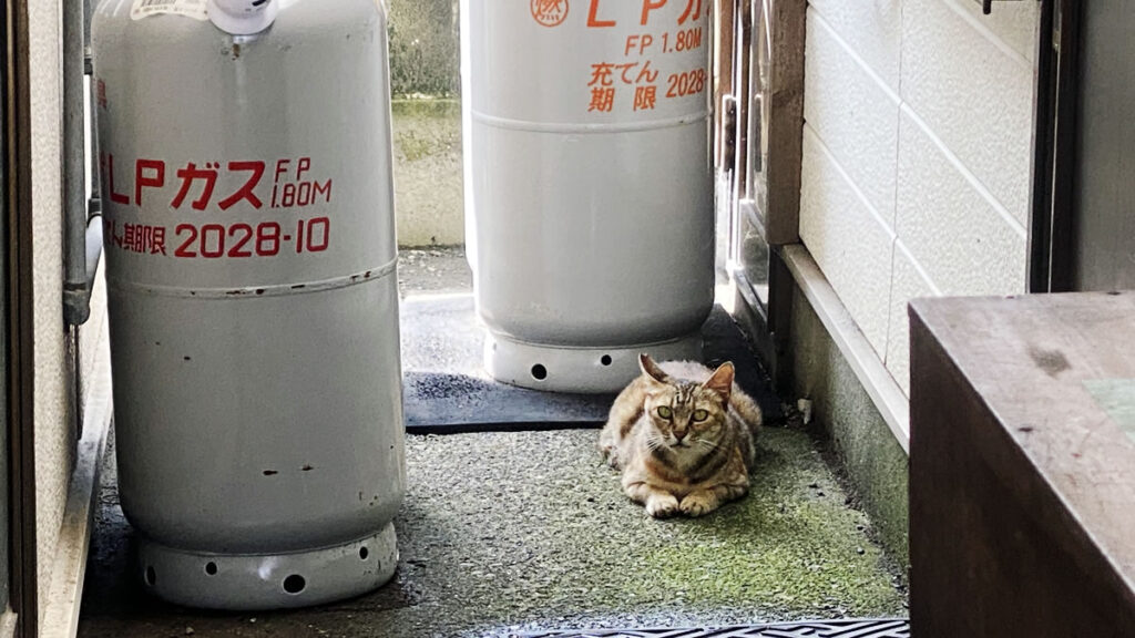 猫がこちらを見ている(*´ω｀*)