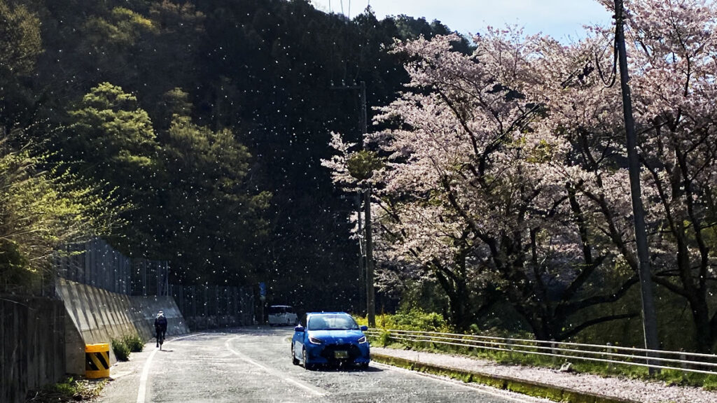 桜吹雪の中をロードバイクで走ります