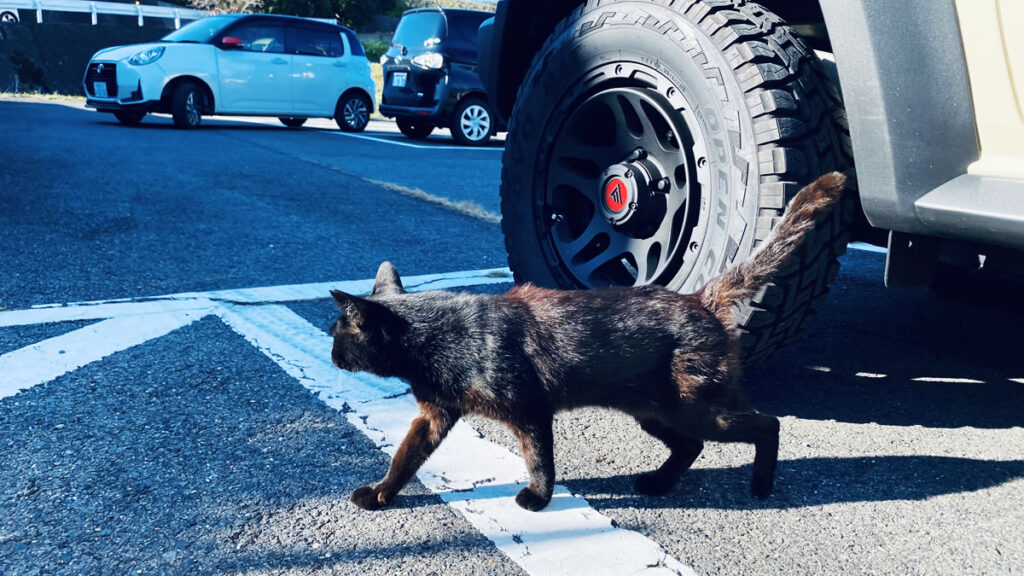 道の駅こもちを拠点にします