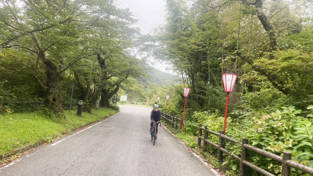 岳温泉の桜並木