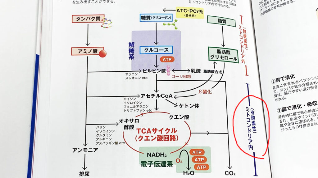 クエン酸回路って何だｗ